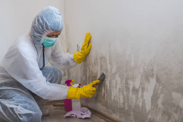 Why You Should Choose Our Mold Remediation Services in Richmond, VA